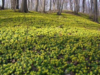 Kostenloses Foto Winterlinge im Rautal bei Jena pixelio.de